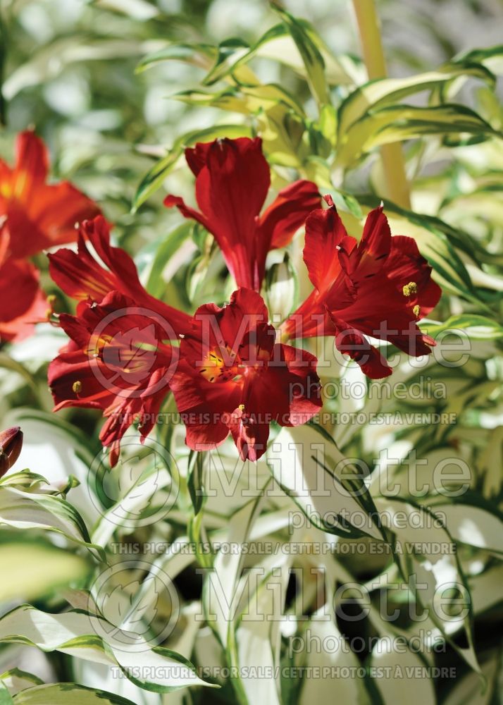 Alstroemeria Rock n Roll (Lily-of-the-Incas) 2 