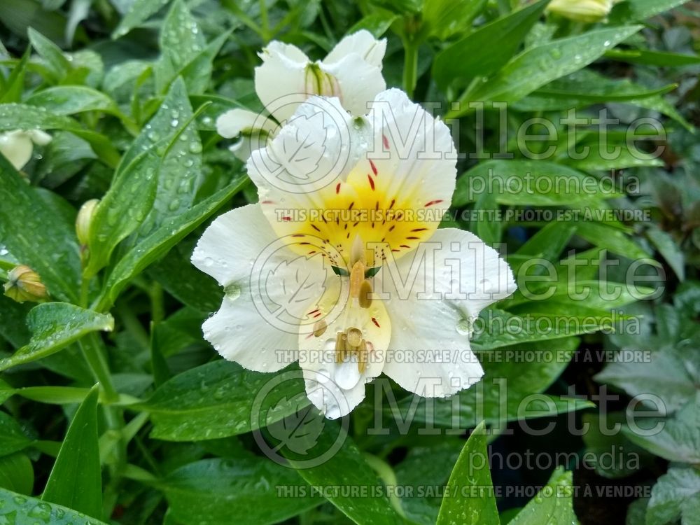 Alstroemeria Summer Sky (Lily-of-the-Incas) 1 