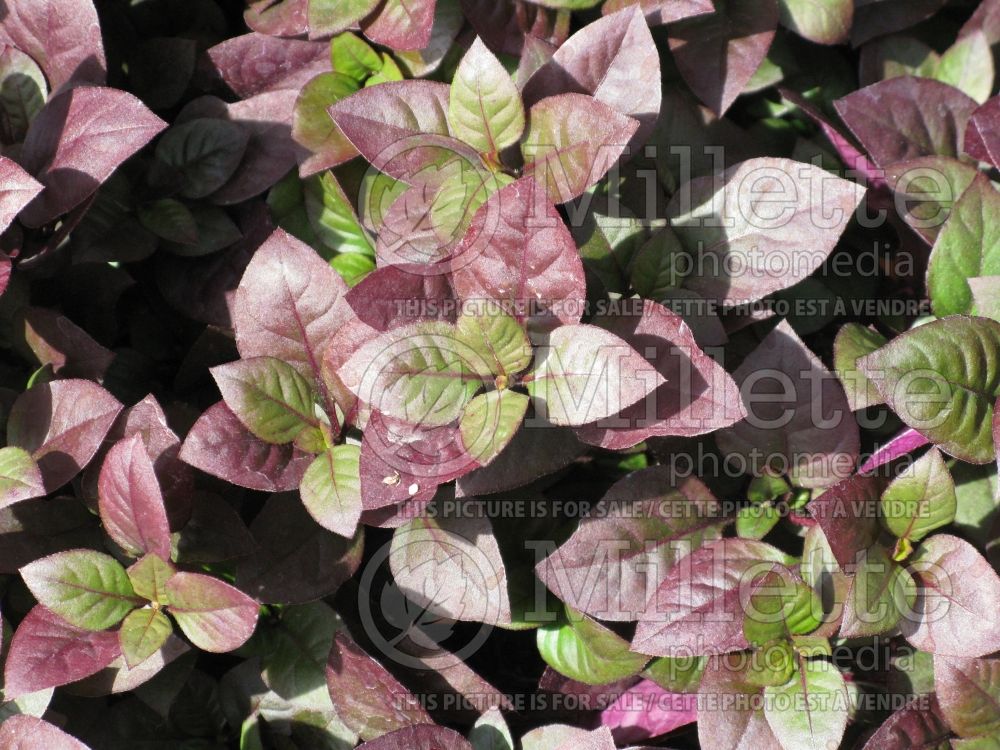 Alternanthera Little Ruby (Joseph's Coat) 1 