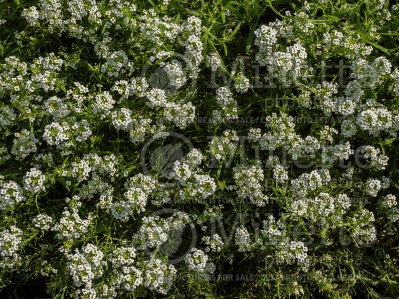 Alyssum aka Lobularia Carpet of Snow (Madwort) 1