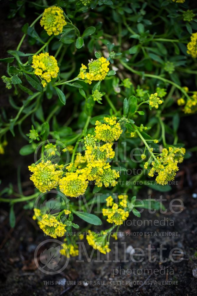 Alyssum Luna (Madwort) 2