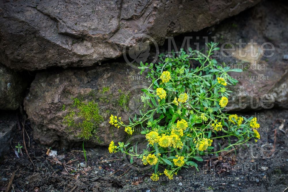 Alyssum Luna (Madwort) 4