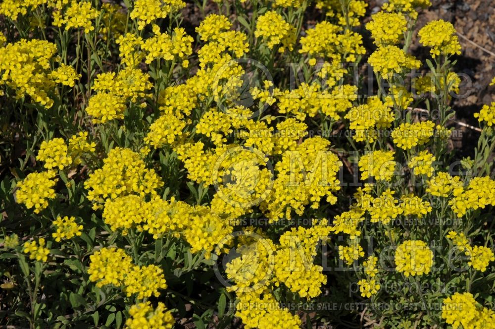 Alyssum Mountain Gold aka Berggold (Alyssum Madwort)  