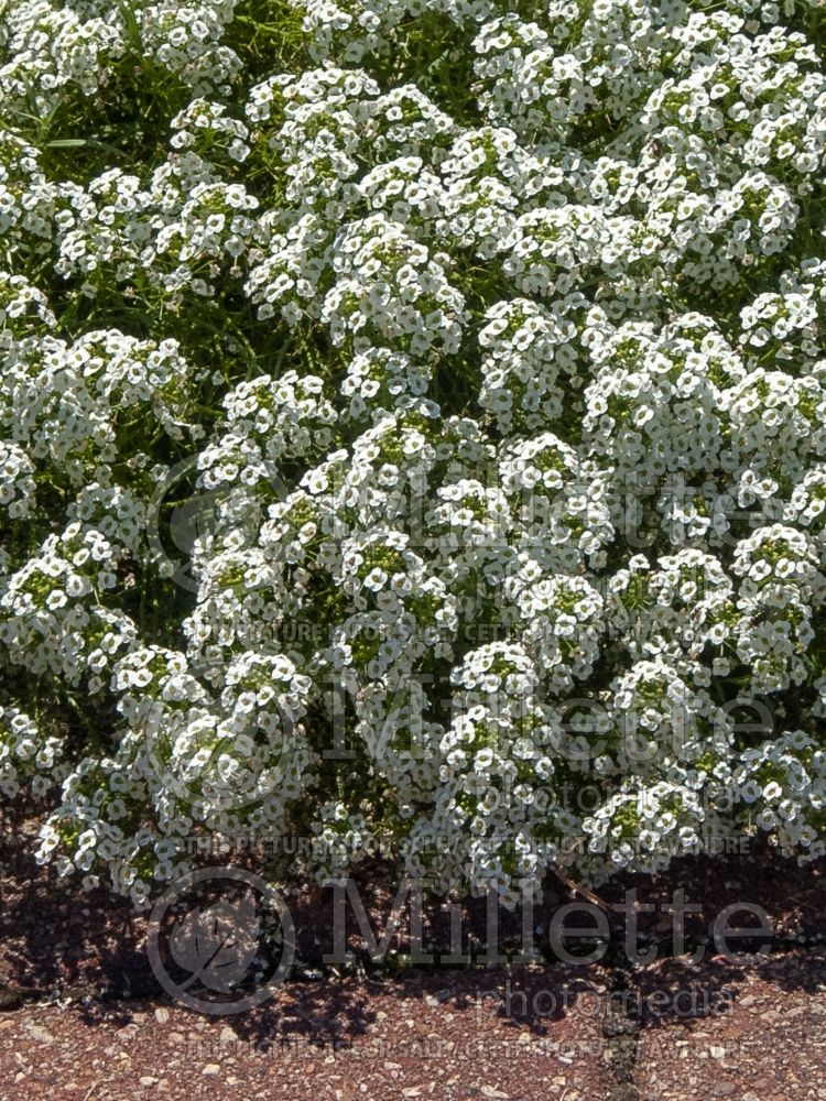 Alyssum aka Lobularia Carpet of Snow (Madwort) 8