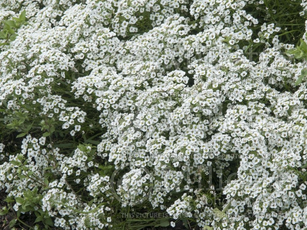 Alyssum aka Lobularia Carpet of Snow (Madwort) 3