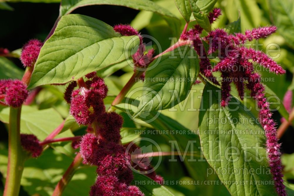 Amaranthus Pony Tails (Amaranth) 2