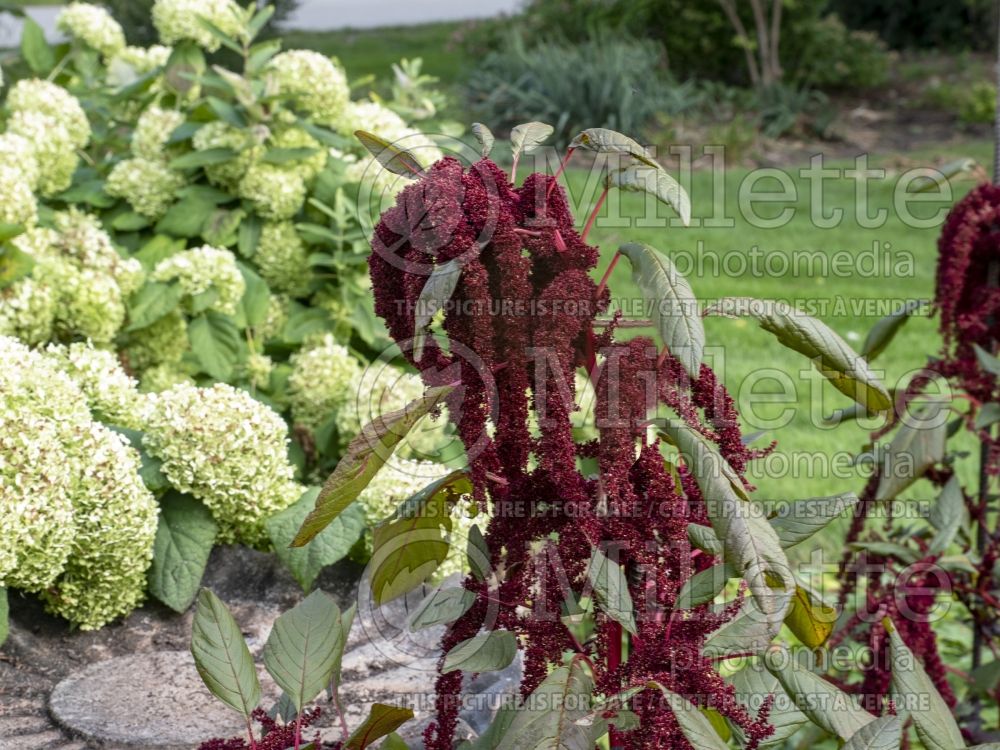Amaranthus Hopi Red Dye (Amaranth) 3 