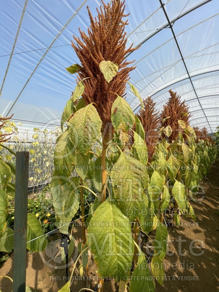 Amaranthus Golden Giant (Amaranth) 3 