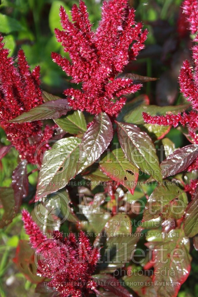 Amaranthus Red Garnet (Amaranth) 1