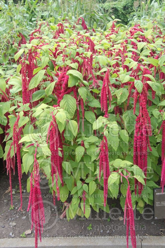 Amaranthus caudatus (Amaranth) 1