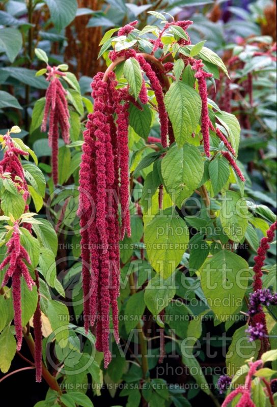 Amaranthus Coral Fountain (Amaranth) 1