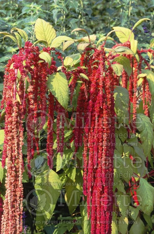 Amaranthus caudatus (Amaranth) 4