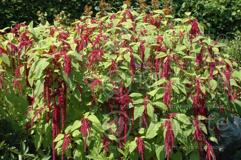 Amaranthus caudatus (Amaranth) 5