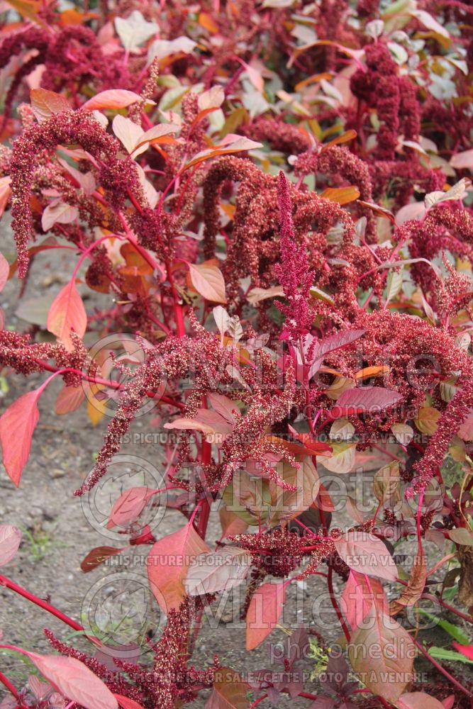 Amaranthus Hopi Red Dye (Amaranth) 1 