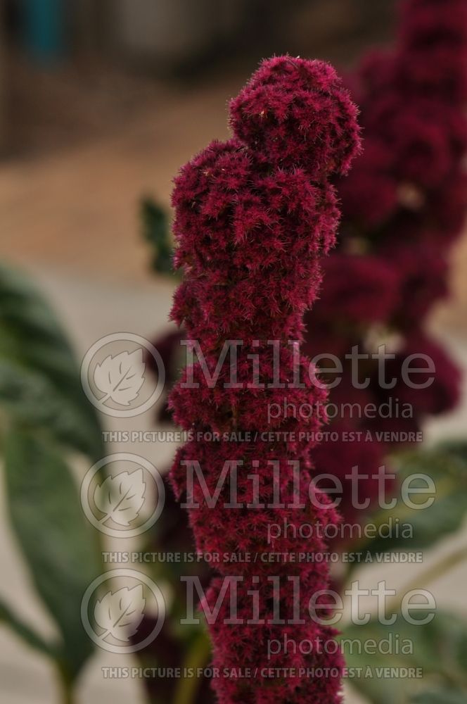 Amaranthus Elephant Head (Amaranth) 1 