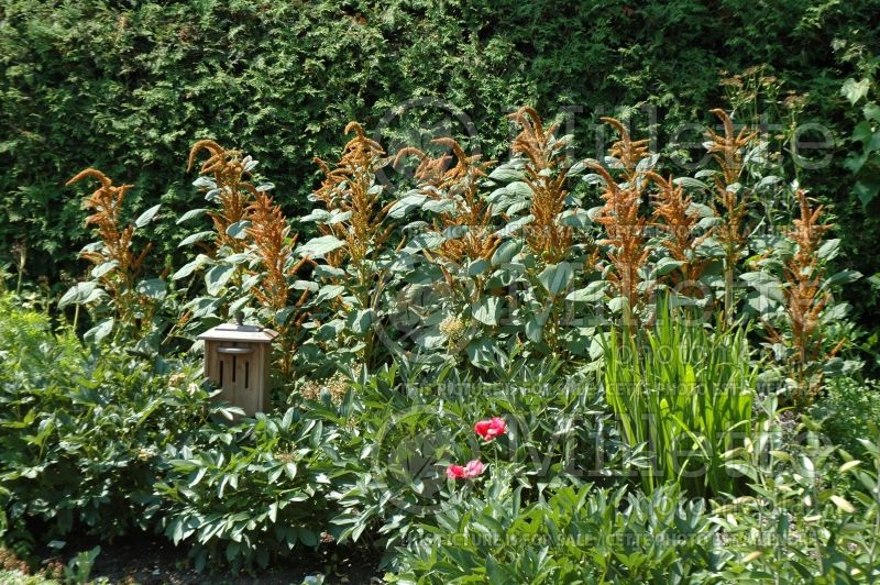 Amaranthus Golden Giant (Amaranth) 1 