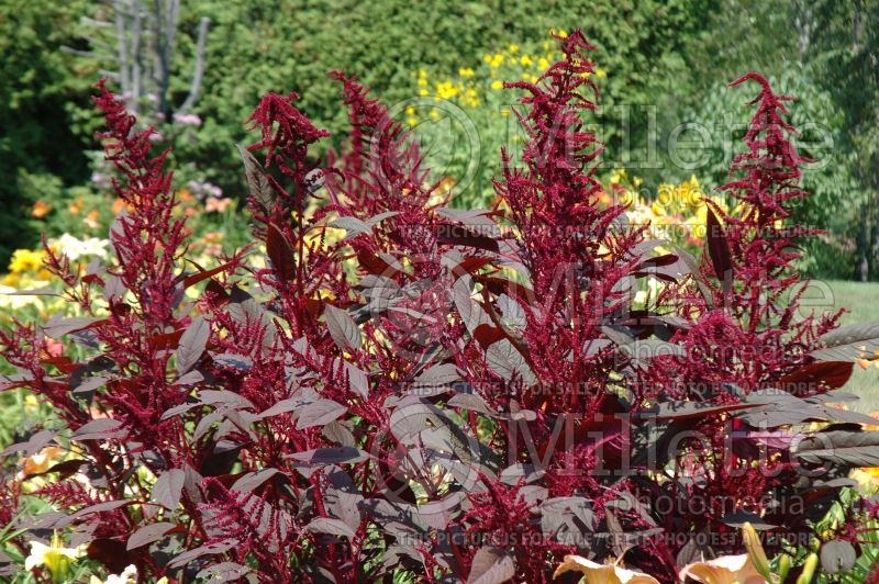 Amaranthus Intense Purple (Amaranth) 1 