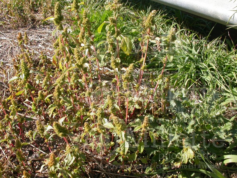 Amaranthus retroflexus (Amaranth) 2