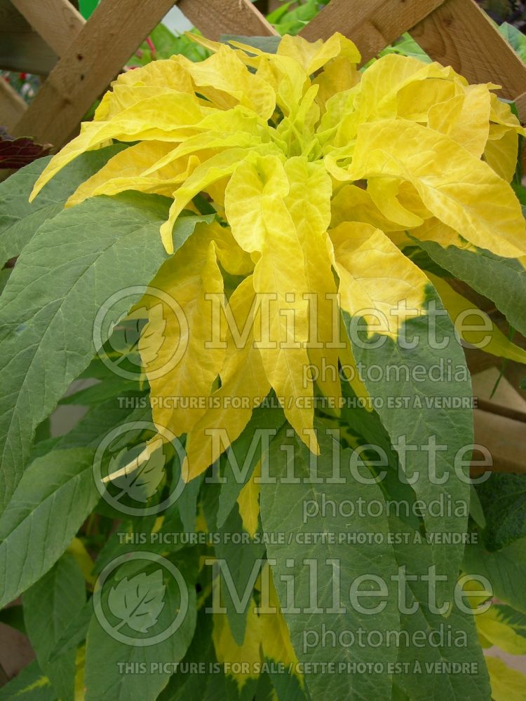 Amaranthus Aurora (Amaranth) 2 