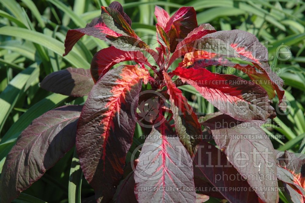 Amaranthus Early Splendor (Amaranth) 1 