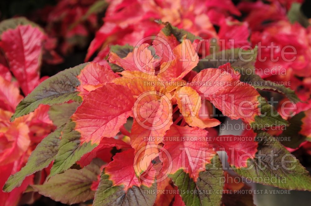 Amaranthus Carnival (Amaranth) 1 