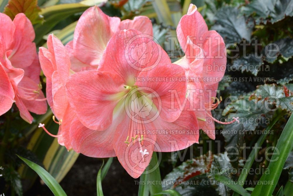 Hippeastrum or Amaryllis Dutch Belle (Amaryllis) 2 