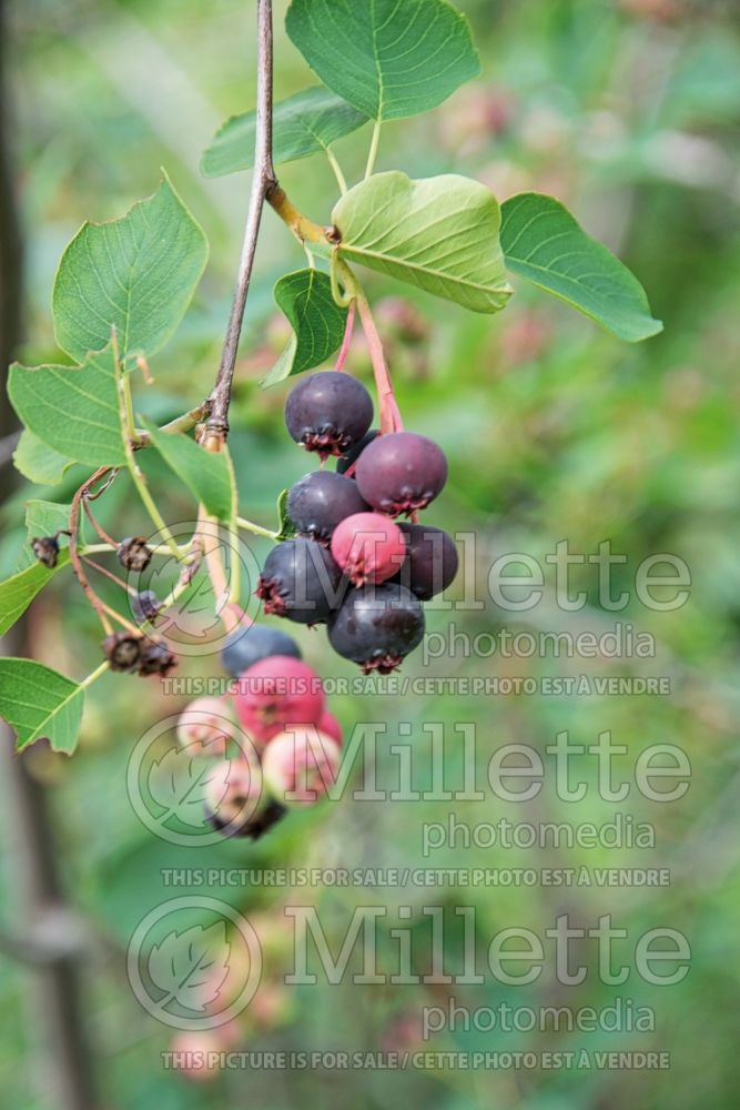 Amelanchier Smokey (Saskatoon apple serviceberry) 1 