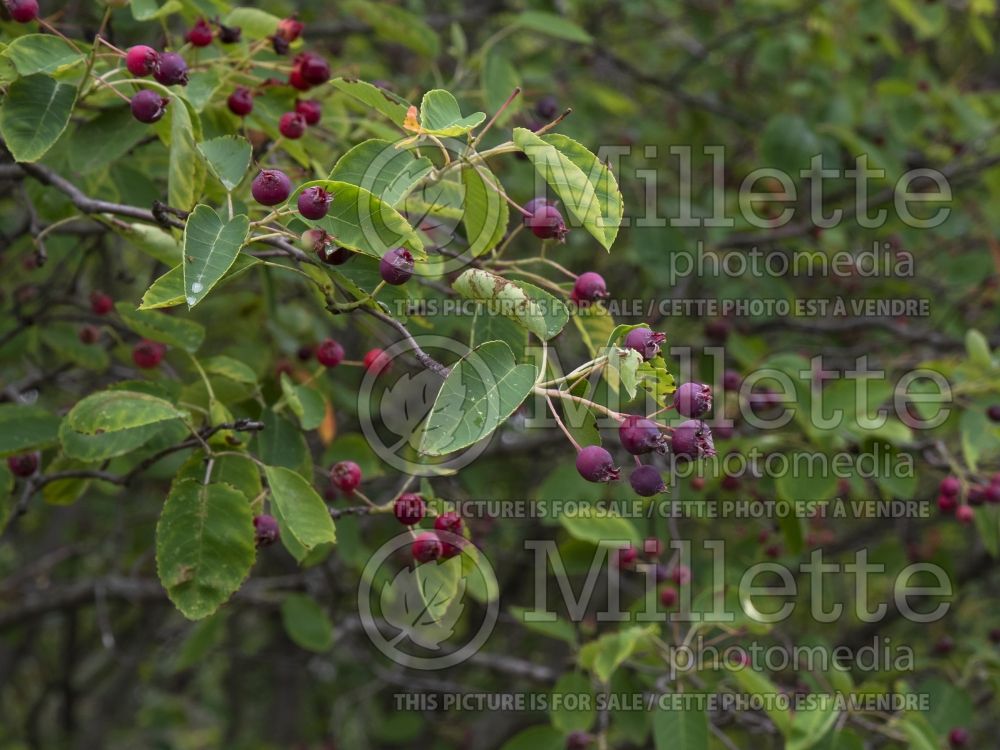 Amelanchier Autumn Brilliance (Saskatoon Serviceberry juneberry) 13  