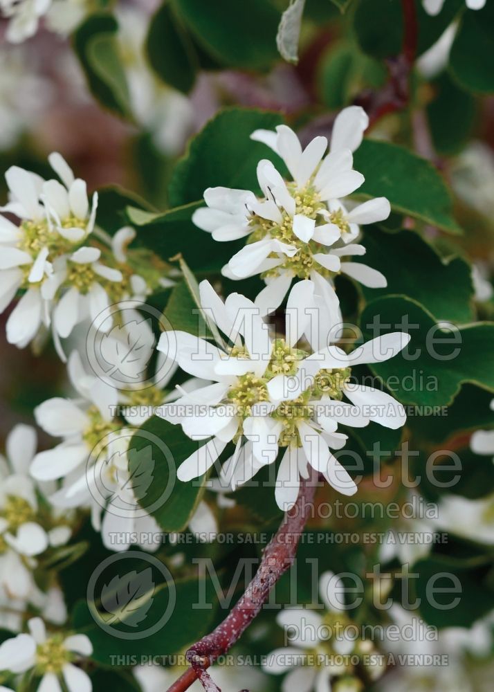 Amelanchier alnifolia (Saskatoon Serviceberry juneberry) 5