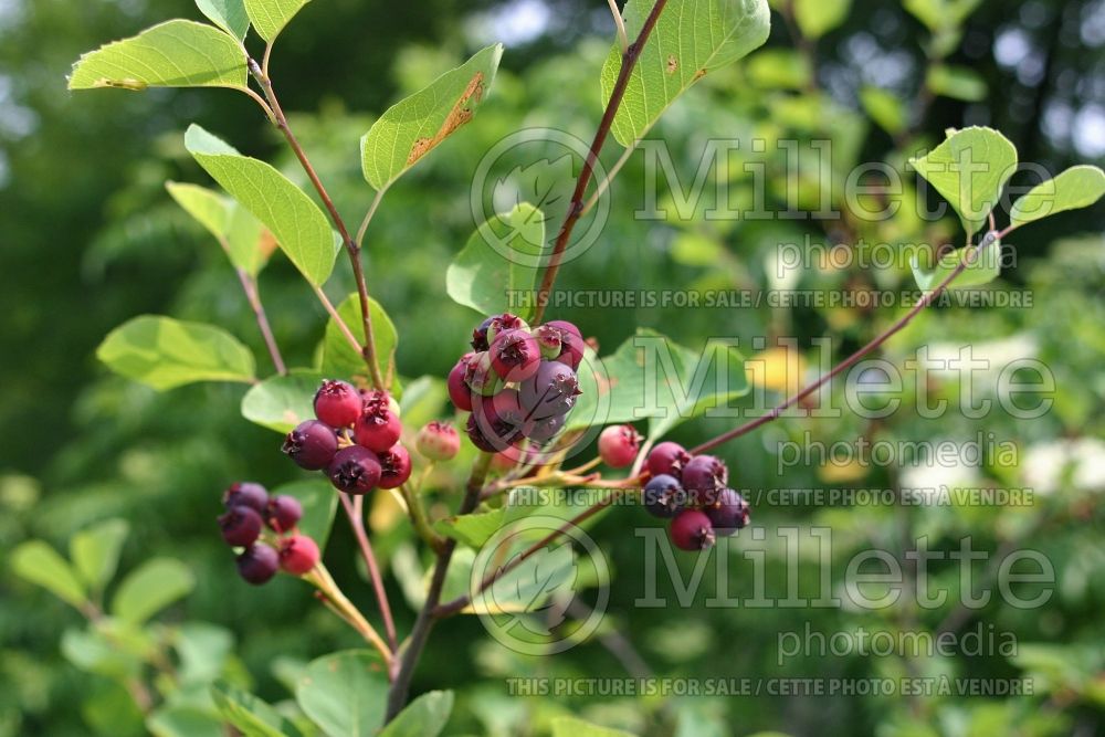 Amelanchier Honeywood (Saskatoon) 1 