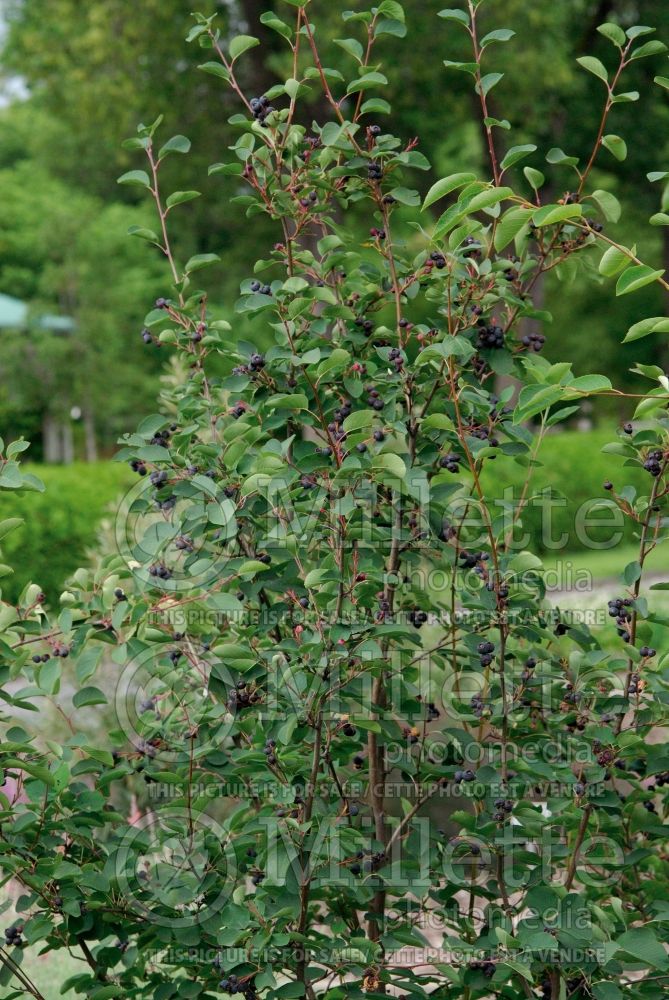 Amelanchier Martin (Saskatoon Serviceberry juneberry) 1