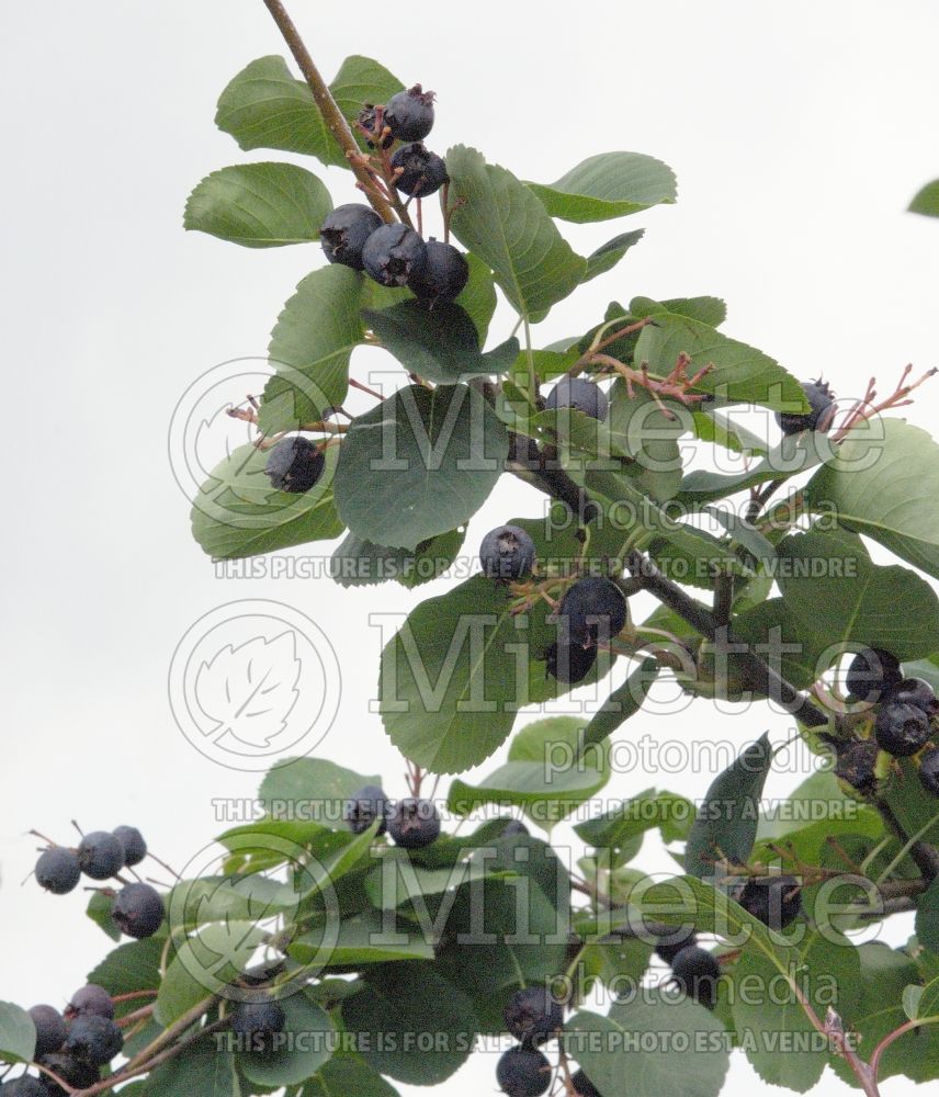 Amelanchier Martin (Saskatoon Serviceberry juneberry) 2