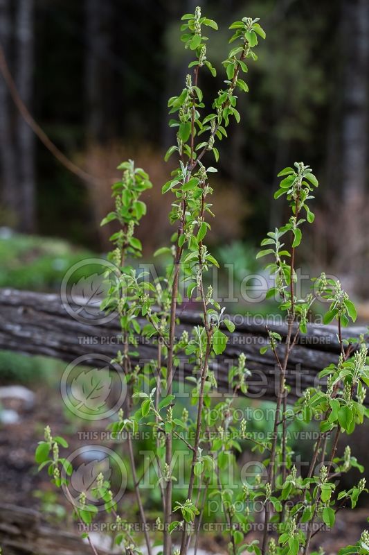 Amelanchier Obelisk (Saskatoon apple serviceberry) 1 