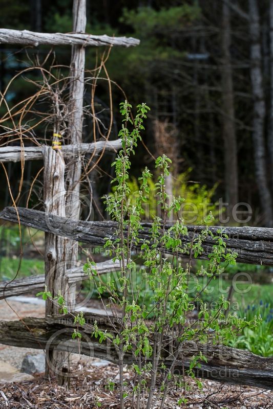 Amelanchier Obelisk (Saskatoon apple serviceberry) 2 