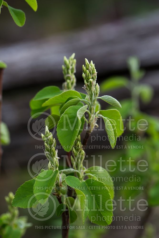 Amelanchier Obelisk (Saskatoon apple serviceberry) 3 