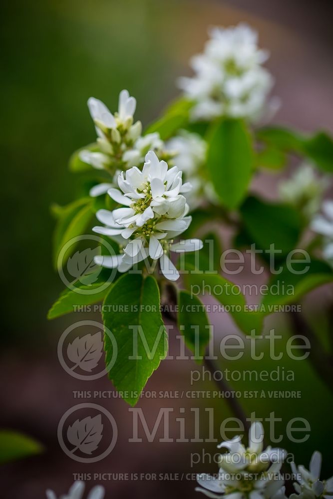 Amelanchier Obelisk (Saskatoon apple serviceberry) 4 