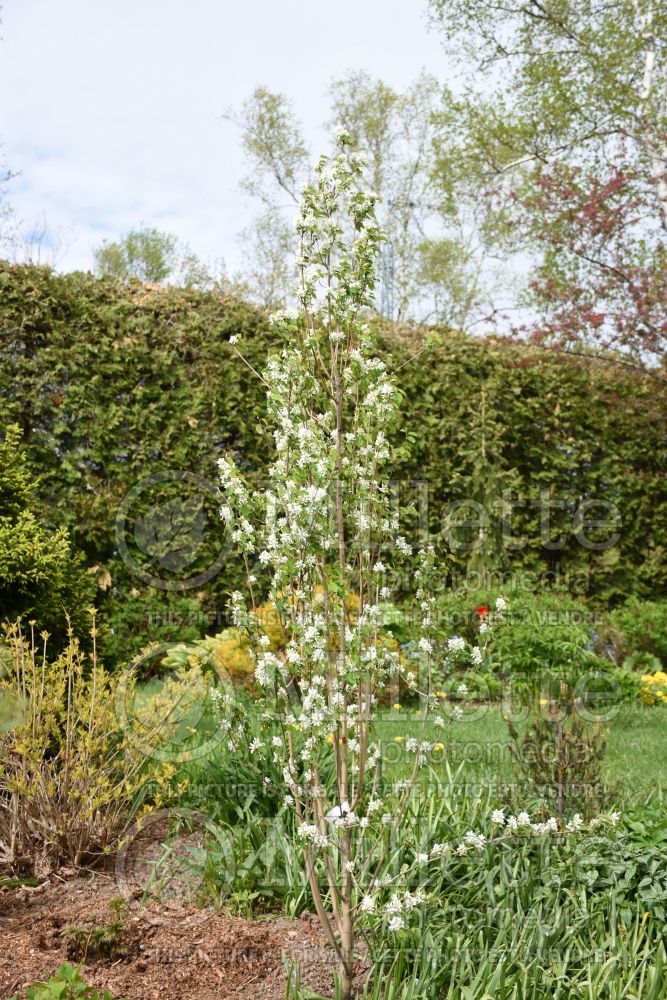 Amelanchier Obelisk (Saskatoon apple serviceberry) 6 