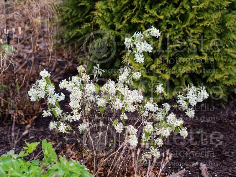 Amelanchier Regent (Saskatoon apple serviceberry) 1 