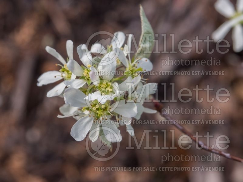 Amelanchier Regent (Saskatoon apple serviceberry) 2 