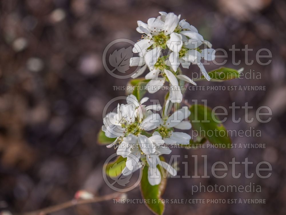 Amelanchier Regent (Saskatoon apple serviceberry) 3 