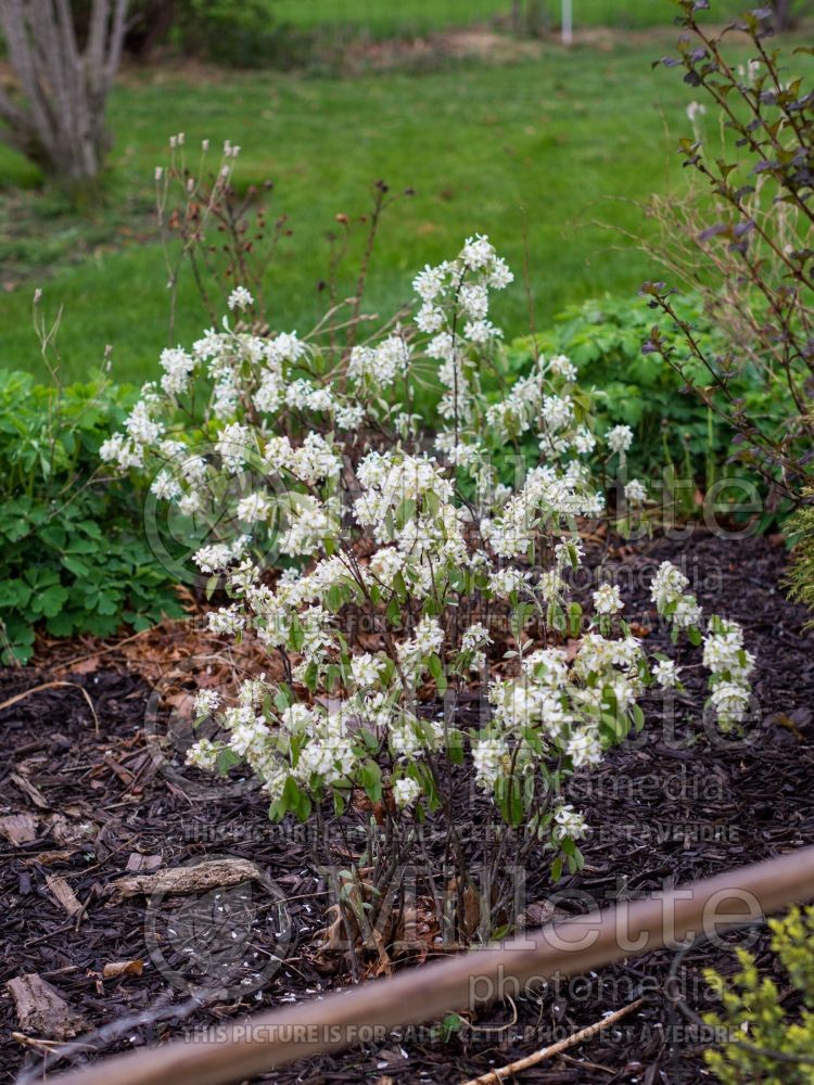 Amelanchier Regent (Saskatoon apple serviceberry) 4 