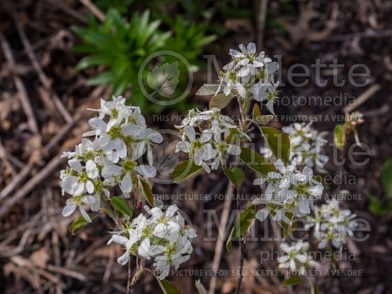 Amelanchier Regent (Saskatoon apple serviceberry) 5 