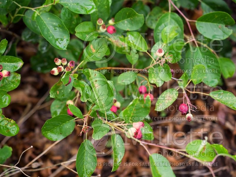 Amelanchier Regent (Saskatoon apple serviceberry) 6 