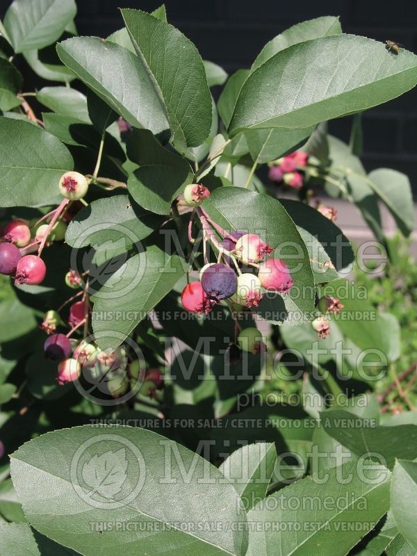 Amelanchier Regent (Saskatoon apple serviceberry) 7 