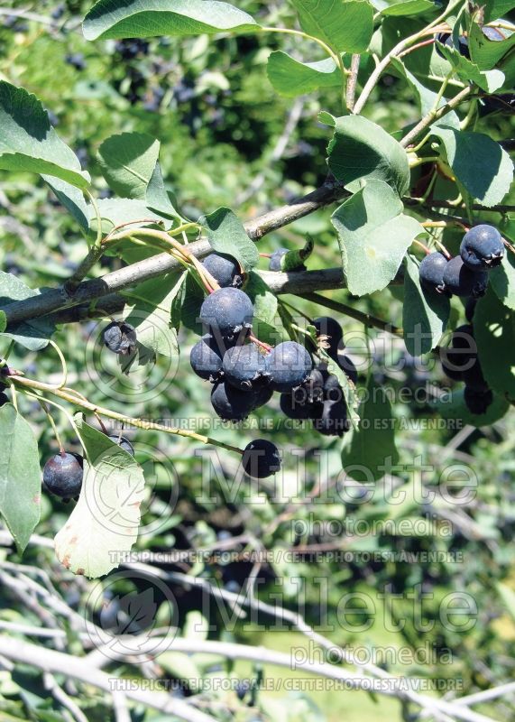 Amelanchier Thiessen (Saskatoon Serviceberry juneberry) 2  