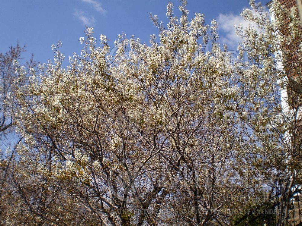 Amelanchier arborea (Saskatoon Serviceberry juneberry)  1