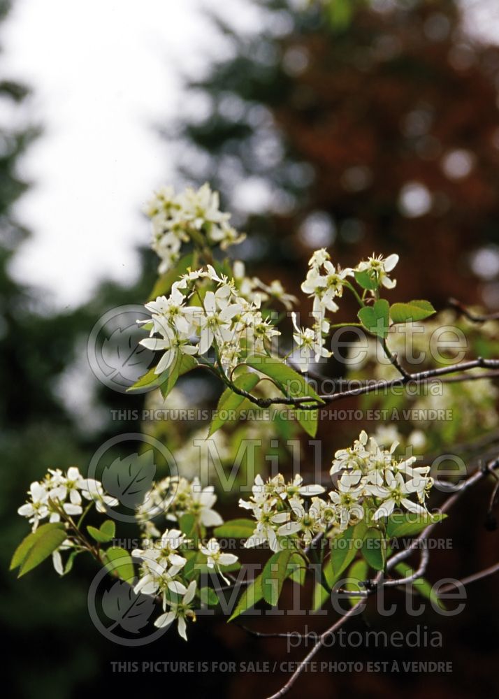 Amelanchier Tradition or Trazam (Saskatoon apple serviceberry) 1 