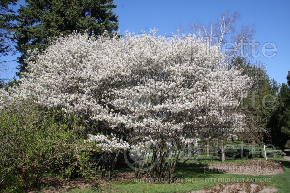 Amelanchier canadensis (Canadian serviceberry juneberry) 9  