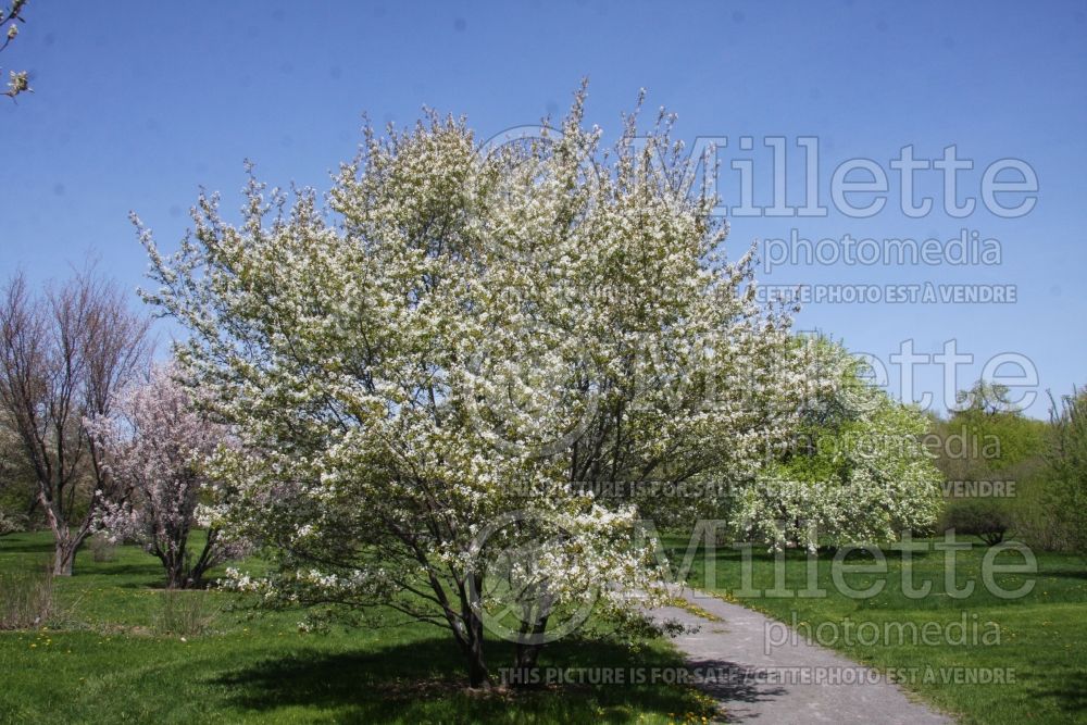 Amelanchier canadensis (Canadian serviceberry juneberry) 7  