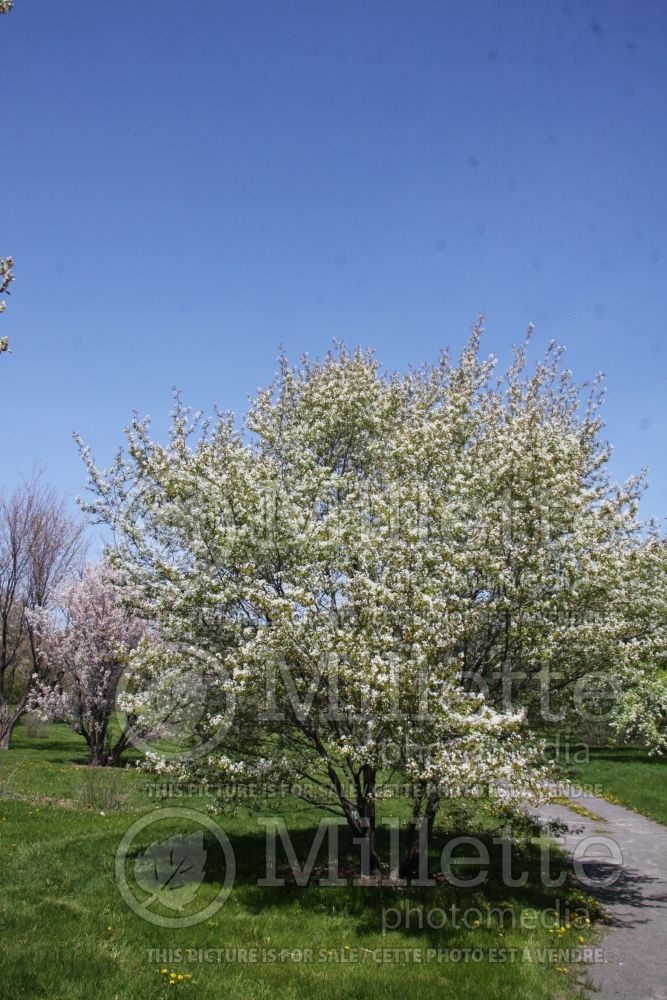 Amelanchier canadensis (Canadian serviceberry juneberry) 6  